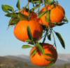 Clementines Ortanique